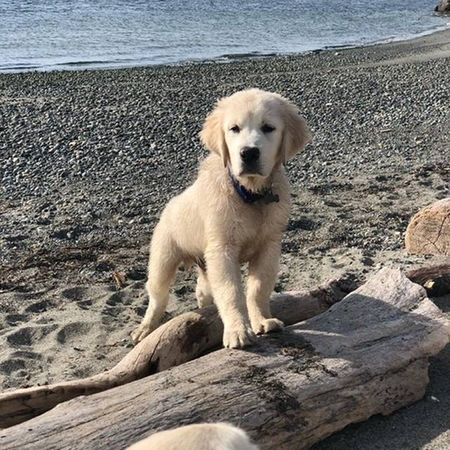 Golden Retriever Puppy on beach