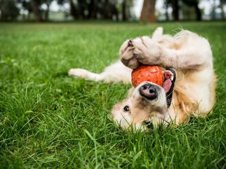 Dog playing outside pet friendly apartments in Denver Colorado.