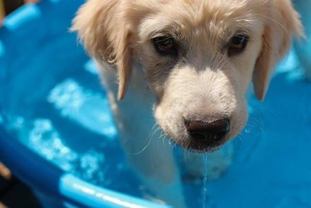 Puppy in Pool