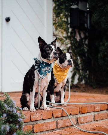 Stock photograph of two dogs sitting on brick steps. The dogs are Boston Terriers and they are looking intently ahead.
