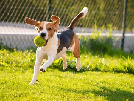 PET-FRIENDLY Dog running with ball