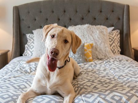 Deerfield Place, Utica NY | cute dog on bed
