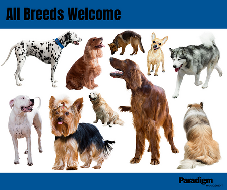 Image of Different Dog Breeds With a Header Saying All Breeds Welcome and the Paradigm Management Logo