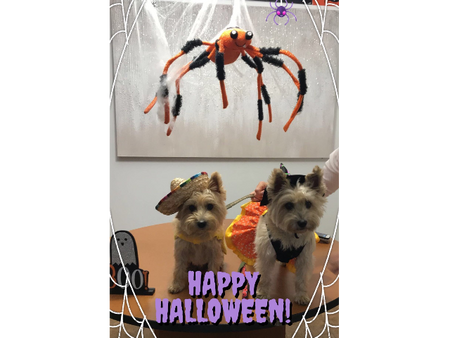 Dogs Like Halloween Too!