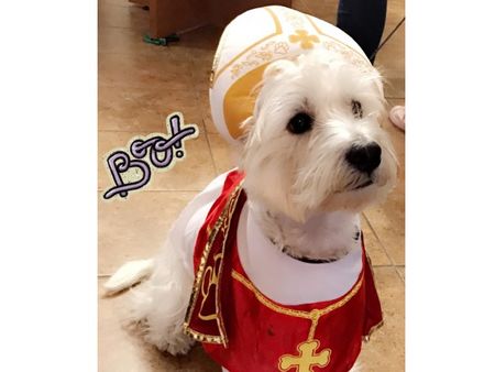 Best doggie costume!