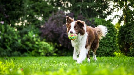 dog with ball in mouth running