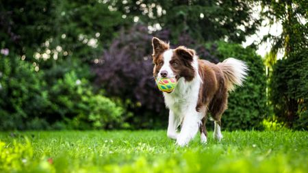 Dog playing with ball