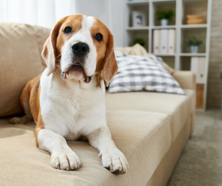 Dog on couch in apartment