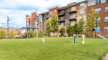 Outdoor grass dog park with dog playing and apartments in background