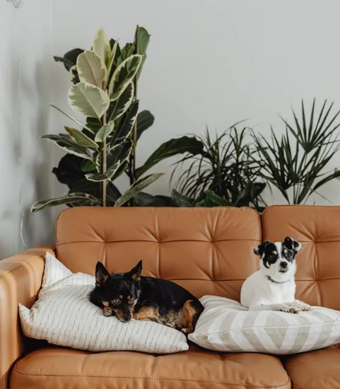 two dogs on pillows on sofa