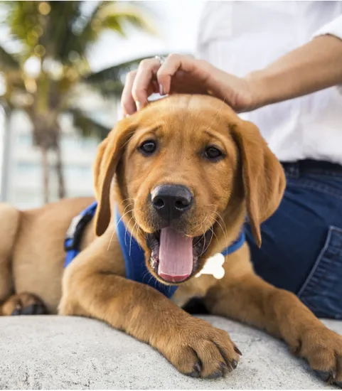 Tan puppy getting petted by pet owner