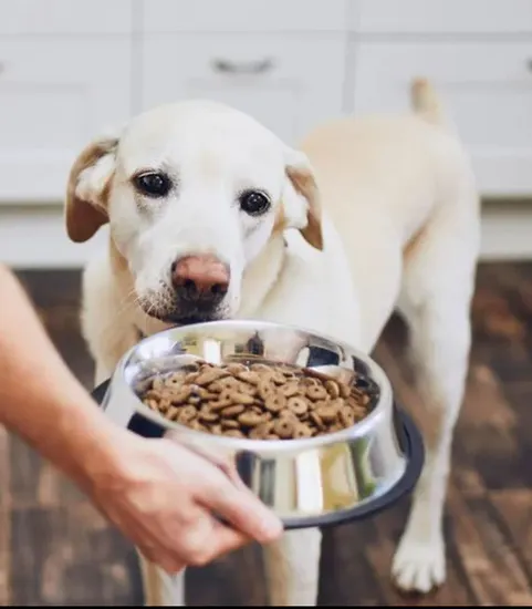 dog with food bowl in front of him