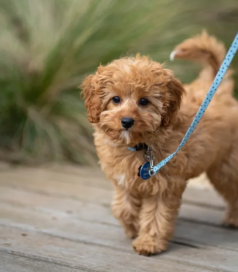 dog on leash walking on wooden planks in daytime