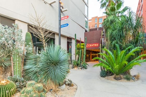 Modern urban apartment entrance surrounded by lush desert landscaping with various cacti and palm trees, highlighting the vibrant El Centro sign.