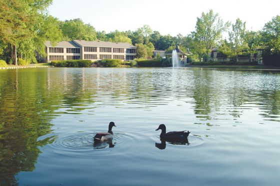 Apartment views of beautiful Lake Scenery with two ducks