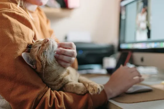 Cozy home workspace with a person working on a computer, cradling a relaxed orange tabby cat, creating a warm and inviting atmosphere.
