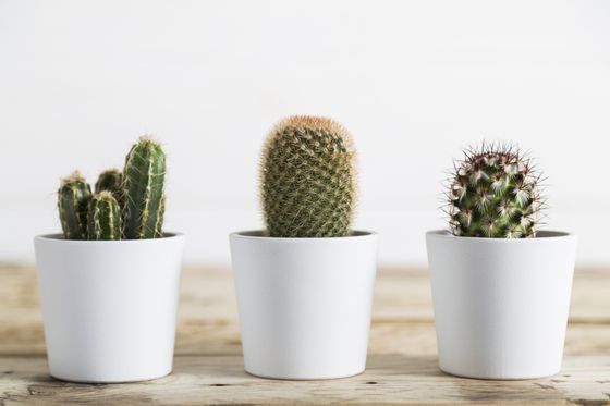 Chic and minimalistic set of three cactus plants in sleek white pots, adding a trendy touch to any interior decor.