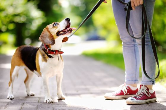 Joyful beagle on a sunny walk, exploring a vibrant green park with its owner wearing casual sneakers.