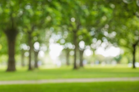 Tranquil park setting with lush green trees and vibrant grass, offering a serene outdoor escape.