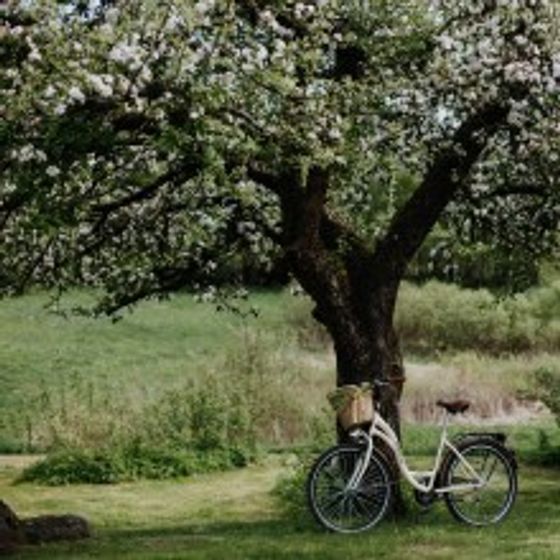 Lush full bloomed cherry blossom tree in a green meadow with a white bike with an attached basket leaned against the base of the tree..