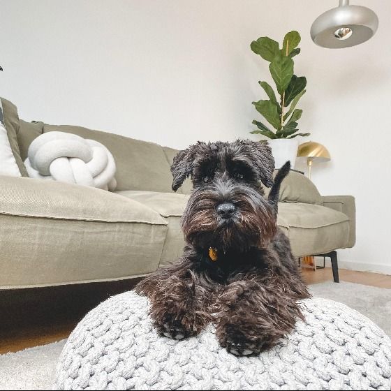 Dog sitting in a living room