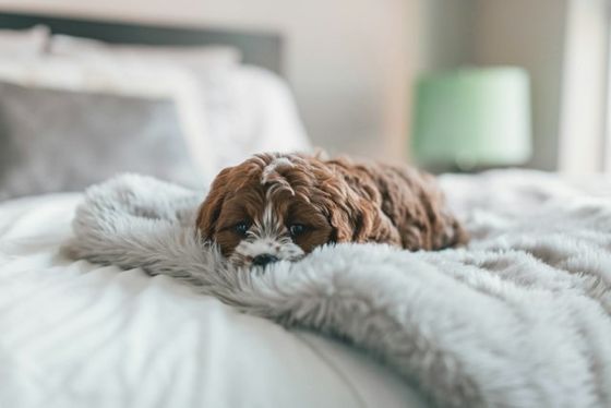 Small brown dog sleeping on a cozy throw blanket on a bed