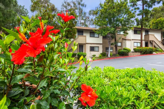 Close-up of vibrant red hibiscus flowers and the apartment building in the background.