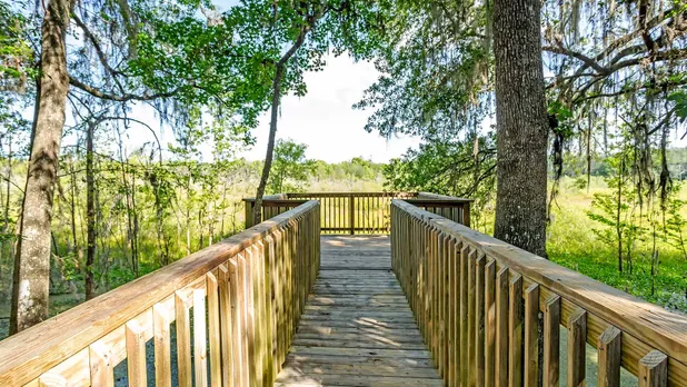 boardwalk into nature