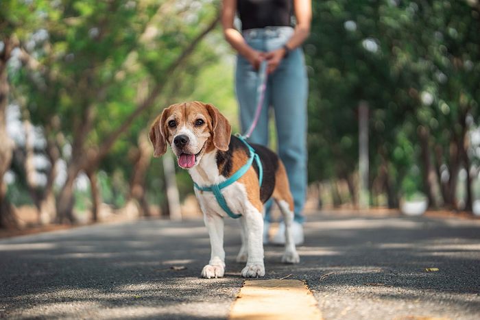 Energetic Beagle on a leash enjoying a walk down a tree-lined path.