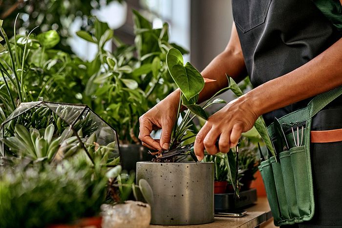 Close-up of hands tending to indoor plants, emphasizing lush greenery and modern plant care.