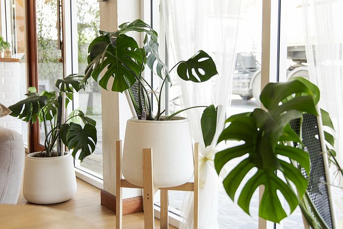 Sunlit room with lush green potted plants by large windows.