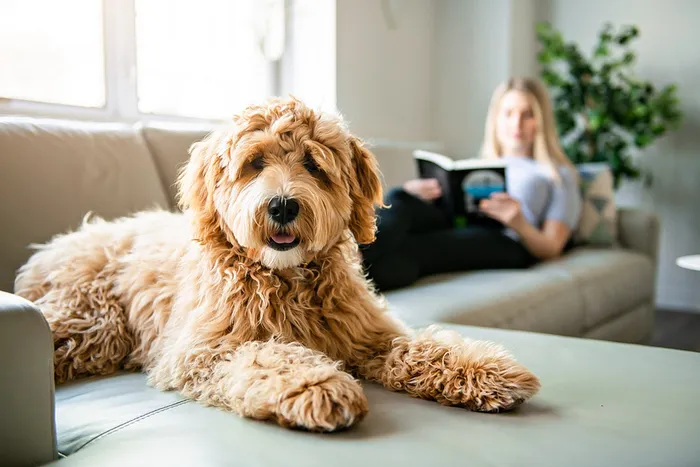 Inviting living room featuring a relaxed dog on the couch, with a person comfortably reading in the background.