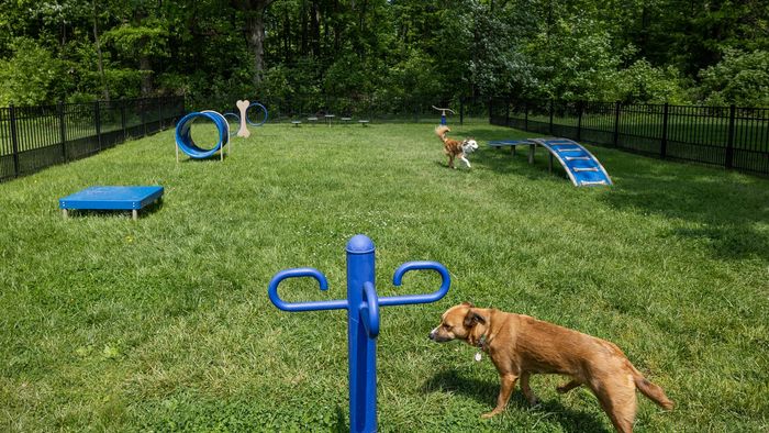 Bark Park
