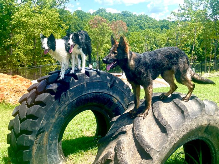 Dog Park