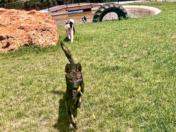 Dog park