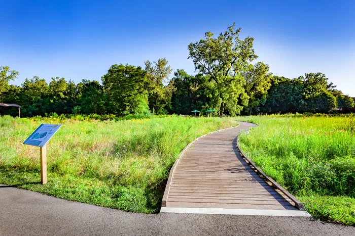 Inviting wooden boardwalk surrounded by lush greenery under a clear blue sky, perfect for nature walks and relaxation.