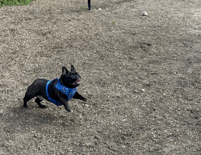 Dog park