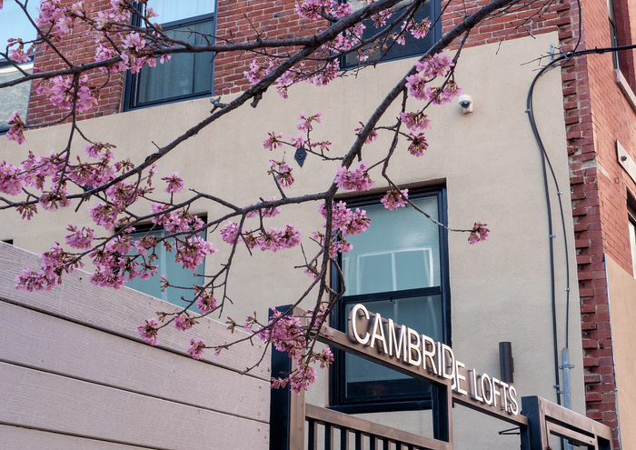 Charming exterior of Cambridge Lofts highlighted by spring blossoms and brick architecture.
