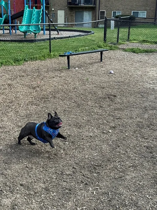 Charming French Bulldog joyfully running in a well-maintained apartment dog park with vibrant playground equipment in the background.