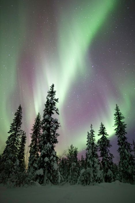 Mesmerizing display of northern lights illuminating snow-covered pine trees under a starlit sky.