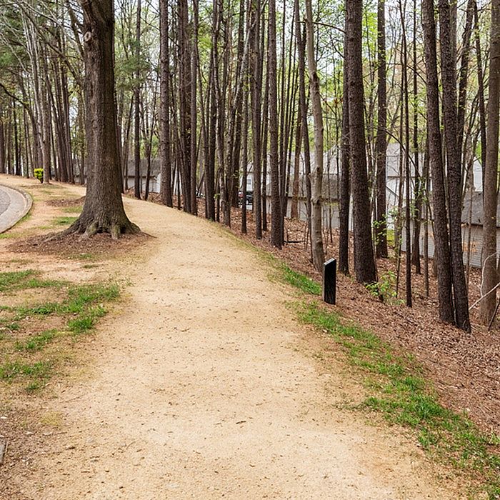 Serene forest pathway lined with tall trees, perfect for afternoon strolls and nature retreats.