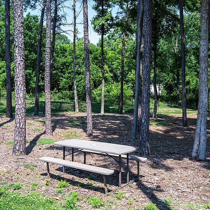 Serene outdoor setting with a charming picnic table nestled among tall pine trees, perfect for relaxation and enjoying nature.