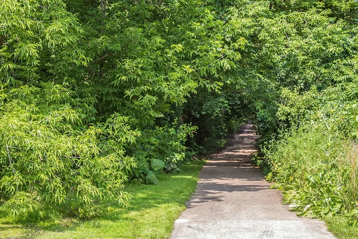 Tranquil path surrounded by lush greenery, perfect for peaceful walks and nature escapes.