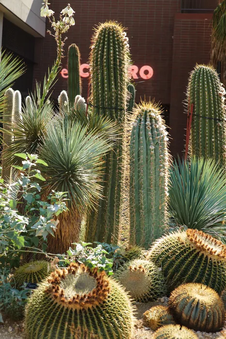 Vibrant desert landscape featuring tall cacti and succulents, offering a serene and picturesque view in a sunny courtyard.