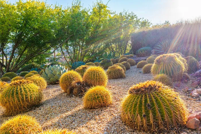 Vibrant desert landscape featuring golden barrel cacti and lush greenery basking in the warm sunlight.