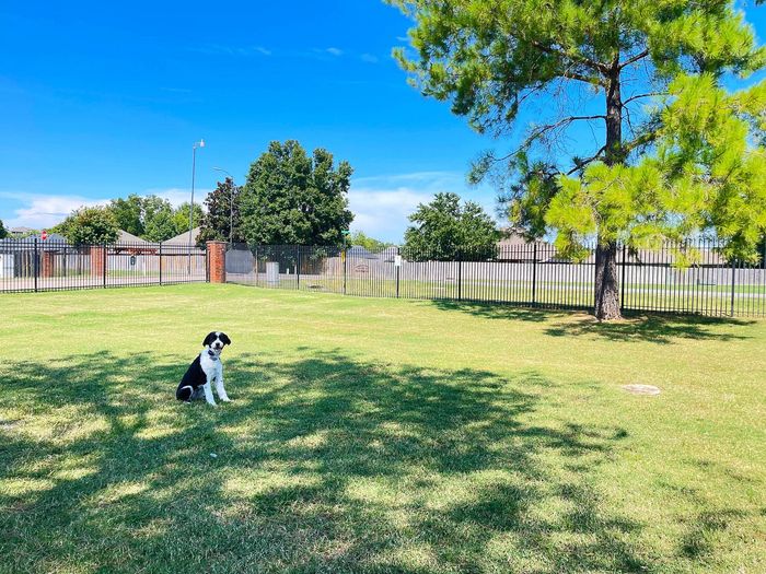 Expansive backyard with lush green grass, shaded by a tall tree, perfect for outdoor activities and relaxing under the blue sky.