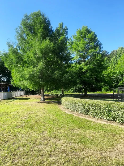 Lush residential landscape featuring tall green trees, manicured hedges, and a vibrant lawn under a clear blue sky.