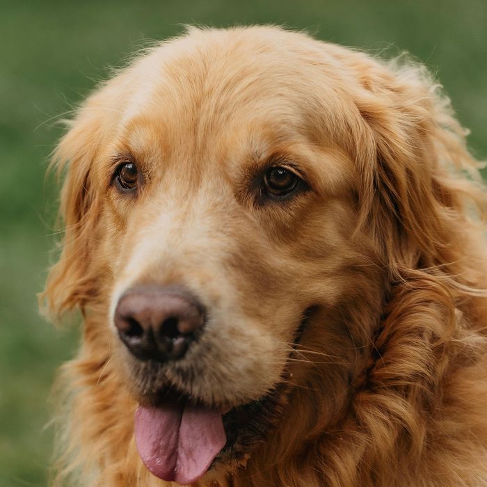 .Pet-Friendly Perks Your Furry Friend Will Love