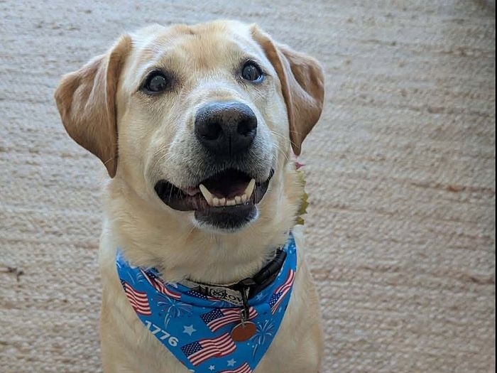 .Pet-Friendly Perks Your Furry Friend Will Love