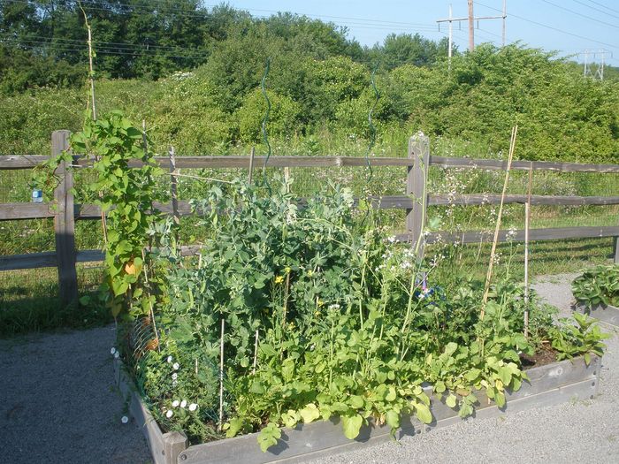 Charming community garden with lush vegetables flourishing in raised wooden beds against a serene green backdrop.